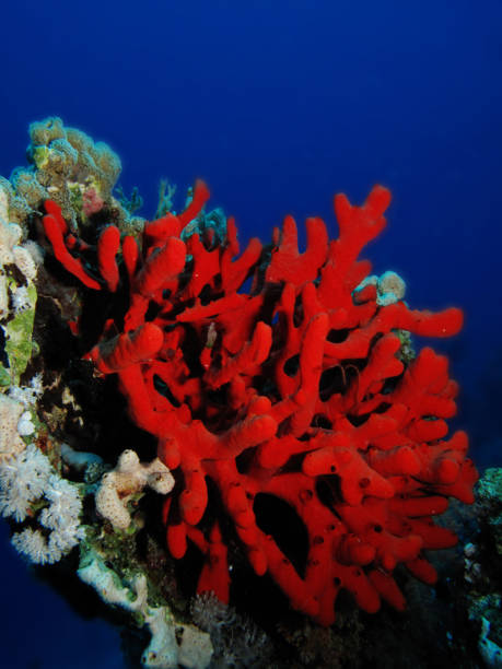 Korall kollekció (925 sterling ezüst)